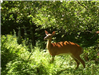 Deer in Orchard