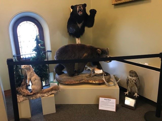 Dr. Libby and the The Libby Museum